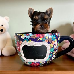 Clarence - Blue and gold male Yorkshire Terrier puppy in Kendallville, Indiana from Yorkies Kisses