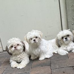 Shih Tzu Puppies from Prescious Shih Tzu’s