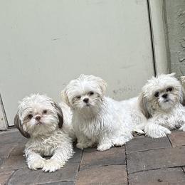 Shih Tzu Puppies from Prescious Shih Tzu’s