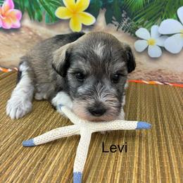 Levi - Parti male Miniature Schnauzer puppy in Sylvania, Georgia from Southern Sky Miniature Schnauzers