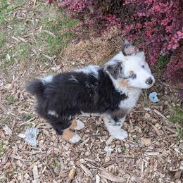 Vanilla Bean - Blue merle male Miniature American Shepherd puppy in Keizer, Oregon from CG Mini Shepherds