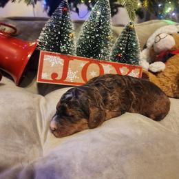 Sapphire - Phantom female Goldendoodle puppy in Freedom, New York from Samantha's Goldendoodles