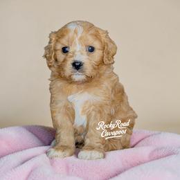 Pearl - Red female Cavapoo puppy in Nashville, Arkansas from Rocky Road Puppies