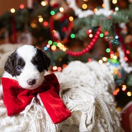 Aussiedoodle and Australian Mountain Doodle Puppies from Farmstead Doodles