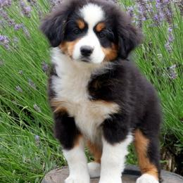 Freya - Black tri female Miniature American Shepherd puppy in Kalama, Washington from Lone Pine Miniature American Shepherds