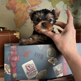 Lala - Blue and gold female Yorkshire Terrier puppy in Kendallville, Indiana from Yorkies Kisses