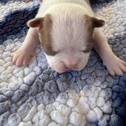 Red girl - Red female Boston Terrier puppy in Madera Acres, California from Muggin Bostons Terriers and Mini Dachshund