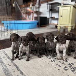 Boy 2 - male German Shorthaired Pointer puppy in Olean, New York from Freestone GSP