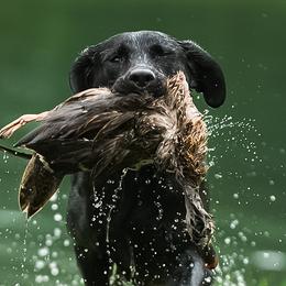 Labrador Retrievers from Little Helper Kennels