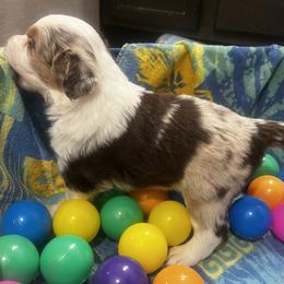 Brioche - Red merle male Australian Shepherd puppy in Bennett, Colorado from Alolan Angel Aussies