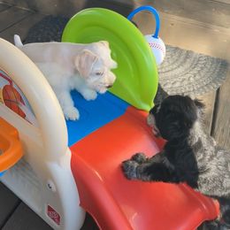 Miniature Schnauzer Puppies from Chambers Schnauzers