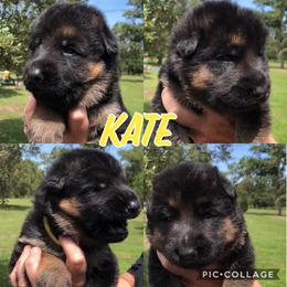 German Shepherd Puppies from Wolves Den Ranch