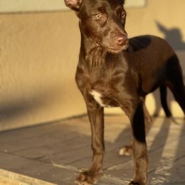 Tlachinolli - Red Xoloitzcuintli puppy in Victorville, California from Elegancia Vintage Xoloitzcuintle