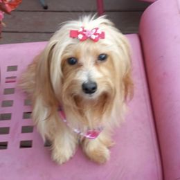 Yorkshire Terriers from Peggy Brunner's Yorkshire Terriers