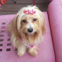 Yorkshire Terriers from Peggy Brunner's Yorkshire Terriers