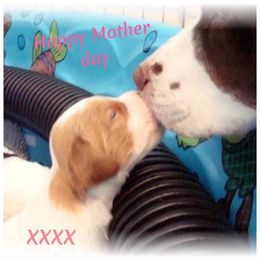 Brittany Puppies from Morgun’s Brittanys