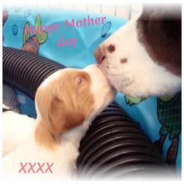 Brittany Puppies from Morgun’s Brittanys