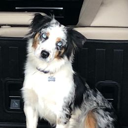 Frankie - Miniature American Shepherd