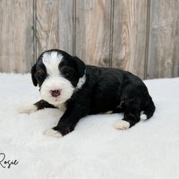 Rosie - Tri-color female Bernedoodle puppy in Wamego, Kansas from Doodles of Oz