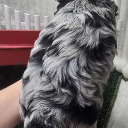 Sister - Merle male Bernedoodle puppy in Boaz, Alabama from Lovin' Doodles