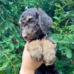 Neville - Red tri-color male Aussiedoodle puppy in Upper Lake, California from Redwood Aussiedoodles