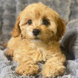 Goofy - Apricot male Cavapoo puppy in Van Alstyne, Texas from Home Grown Puppies