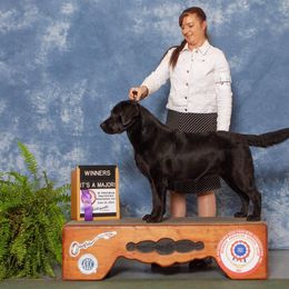 Labrador Retriever All Grown Up from Hill’s Labrador Retrievers