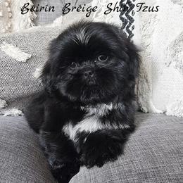 Shih Tzu Puppies from Beirin Breige Shih Tzus