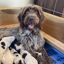 Wirehaired Pointing Griffons from DOGS COUNTRY GRIFFS