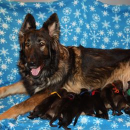 Shiloh Shepherd Puppies from Brick Chapel Shilohs
