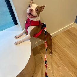 Ivy - Boston Terrier