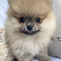 Snickers - Red sable male Pomeranian puppy in Citrus Heights, California from Marina's Pomeranians