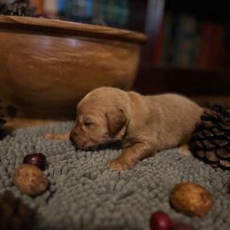 Grey Collar - Dark golden male Golden Retriever puppy in Salem, Oregon from Oregon Rose Goldens