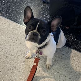 Palo - French Bulldog