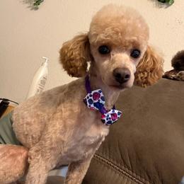 Ray - Poodle