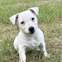 Russell Terrier puppies from Rivermont Farm
