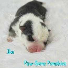 Ike - Black and white male Pomsky puppy in Krum, Texas from Paw-Some Pomskies