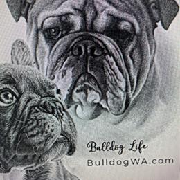 Mudpie - Chocolate tri-color male Bulldog puppy in Marysville, Washington from BulldogWA