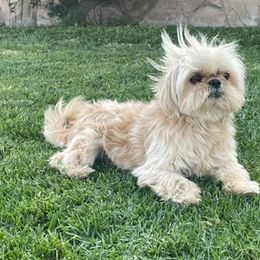 Shih Tzus from For the Love of Shih Tzus