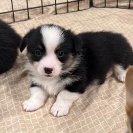Hershey - Black and tan male Pembroke Welsh Corgi puppy in Arcanum, Ohio from Weissway Corgis