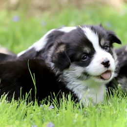 Pembroke Welsh Corgi Puppies from Cosmere Corgis