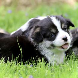 Pembroke Welsh Corgi Puppies from Cosmere Corgis