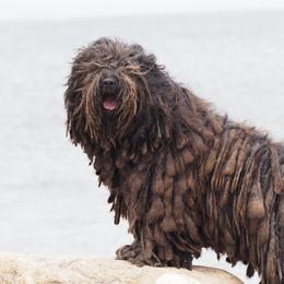 Gula - Bergamasco Sheepdog
