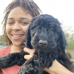 Goldendoodle Puppies from Golden Cuddle Pups