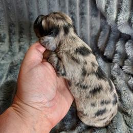 NINJA - Dapple male Dachshund puppy in Swink, Oklahoma from Palali Farm
