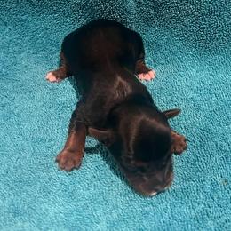 Bella - Black and tan female Yorkshire Terrier puppy in Bryan, Texas from Shayle's Yorkie Pups