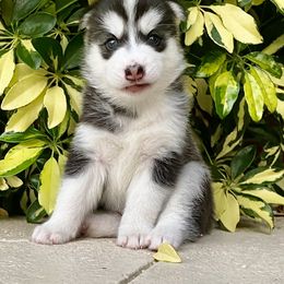 Maltese and Siberian Husky Puppies from Nyx’s Pack