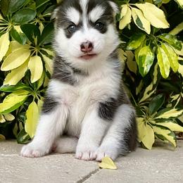 Maltese and Siberian Husky Puppies from Nyx’s Pack