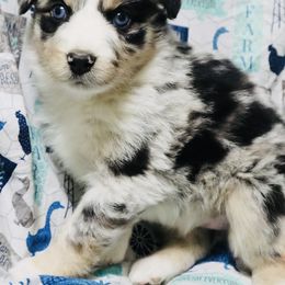 Minnow - Australian Shepherd puppy in Grant County, Indiana from Massey Creek Kennels