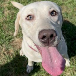 Lumi - Champagne female Dilute Retriever puppy in Carthage, North Carolina from Wicked Pines Retrievers